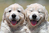 子犬の笑顔を集めた電子ブック写真集「スマイルドッグ」発売