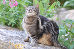 プロヴァンスの猫たち ～南フランスの街並みとネコの写真集～