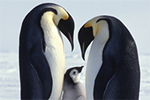 南極大陸 コウテイペンギン写真集